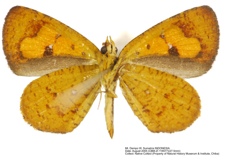 References J.D. Holloway, The Moths of Borneo by JD Holloway, Part 8